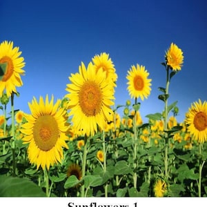 Sunflower Photo Fabric Squares: Memory Quilts, Crafts, Patchwork