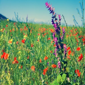 May include: A field of red wildflowers with a single purple flower in the center. The flowers are in bloom and the field is green.