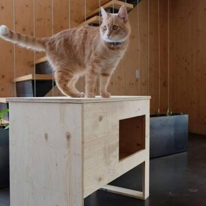 May include: A light orange tabby cat stands atop a light-colored wooden cat house with a rectangular opening. The cat house is in a modern interior with wooden walls and a dark floor. A small plant is in a pot.