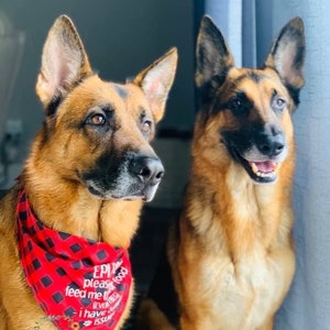 以下が含まれることがあります： 2匹のジャーマンシェパード犬。1匹は「EPI please feed me too, I have issues」と書かれた白文字の赤と黒のチェック柄バンダナを着用。犬は茶色と黒の毛並みで、左側を見ています。
