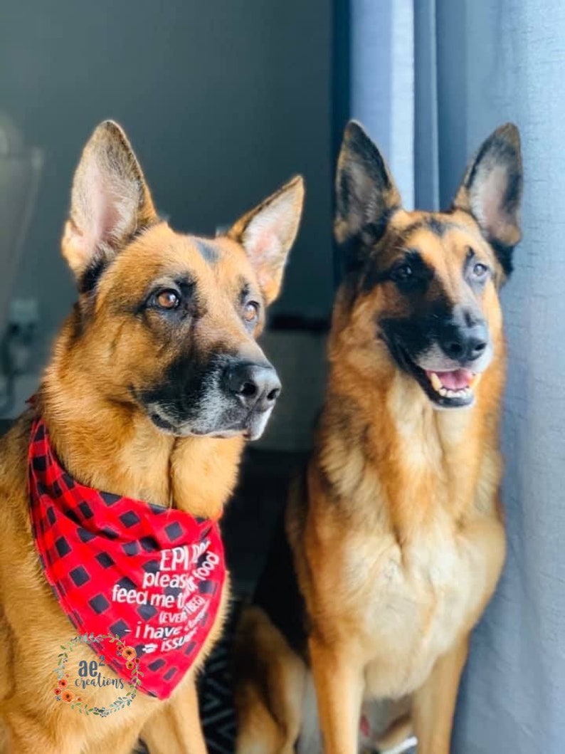 以下が含まれることがあります： 2匹のジャーマンシェパード犬。1匹は「EPI please feed me too, I have issues」と書かれた白文字の赤と黒のチェック柄バンダナを着用。犬は茶色と黒の毛並みで、左側を見ています。