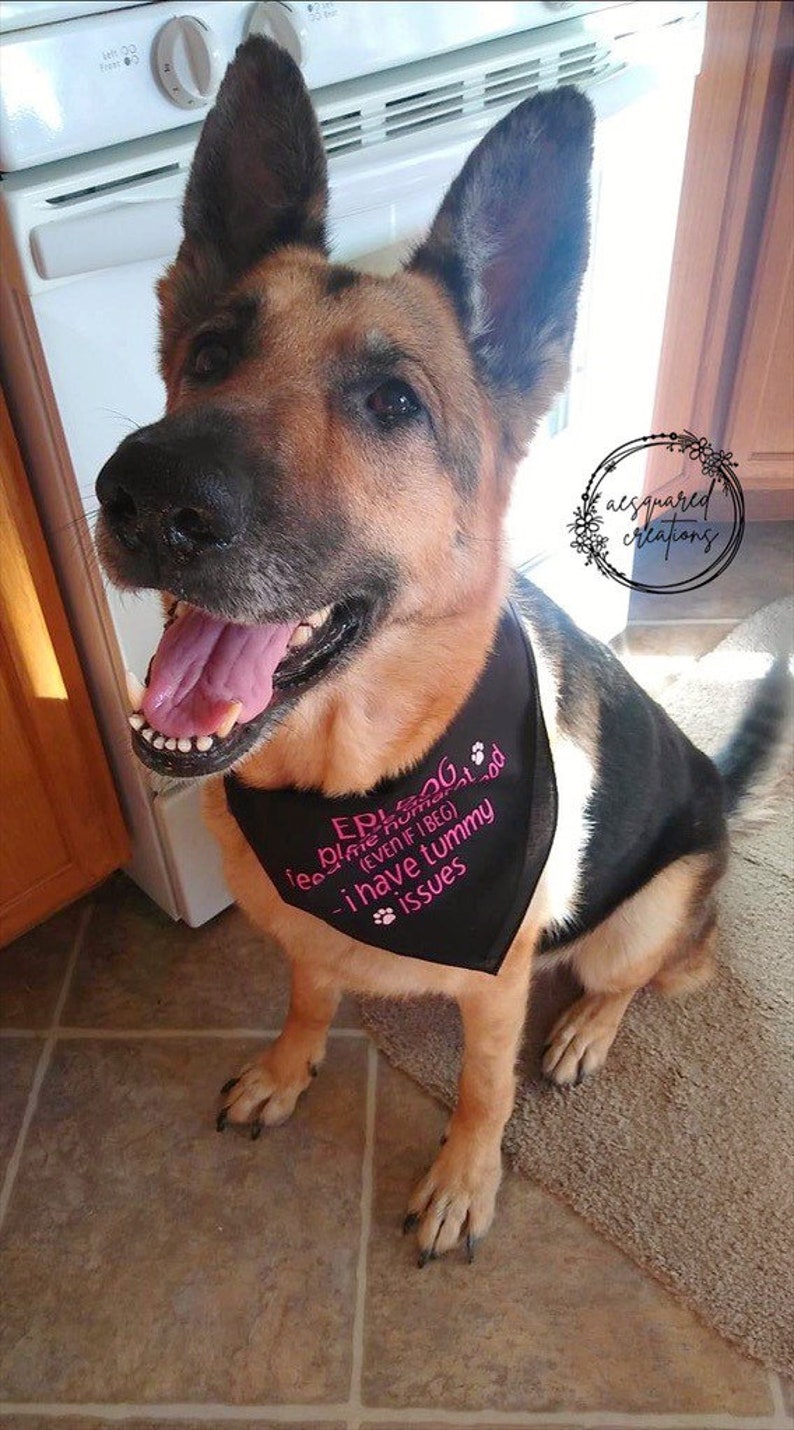 EPI Dog Please Do Not Feed Me Human Food Bandana EPI Dog Etsy