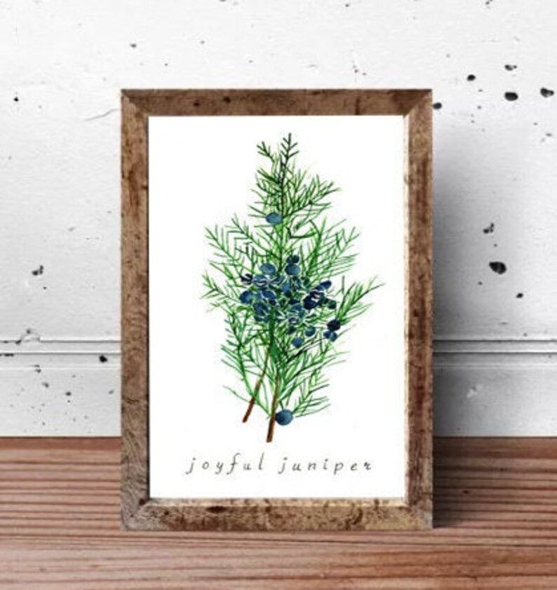 Juniper Print Watercolor Art Print Watercolor Plant Print Etsy