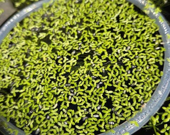 Lemna Minor - Lenteja de agua - Planta flotante para tu acuario - Planta viva