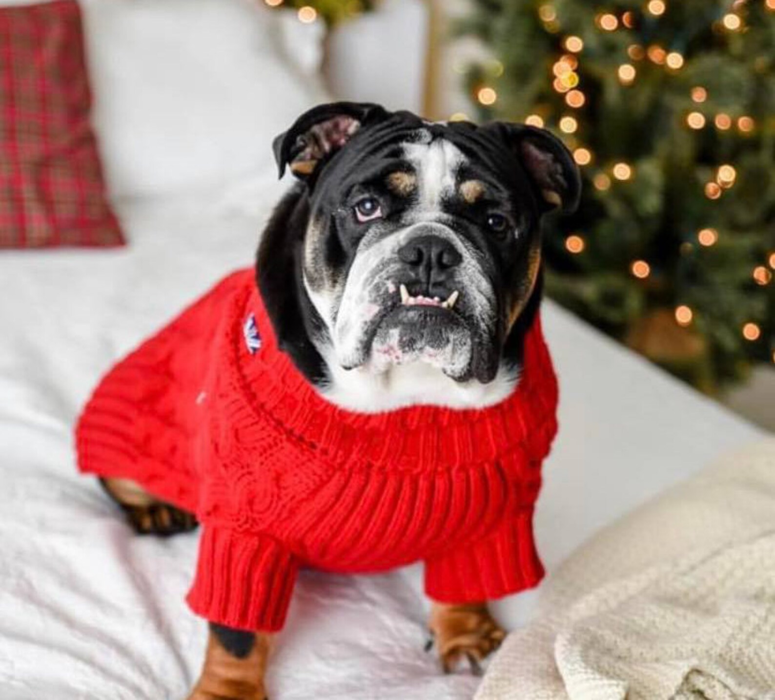 Memorial Pet Portraits With Ashes Hair or Other Keepsakes Etsy