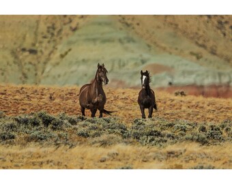 Wild Horses Mare and Colt Wyoming, Landscape Canvas and Metal Print Wall Art, Home Decor, Rural Photography, Fine Art Print