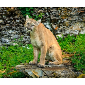 Cougar Animal, Cat, Mountain Lion, Wall Art, Landscape Canvas and Metal Print, Home Decor, Rural Photography, Fine Art Print
