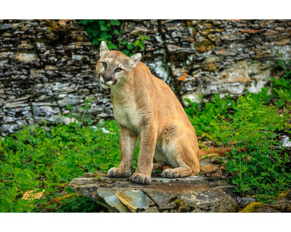 Cougar Animal Cat Mountain Lion Wall Art Landscape Canvas and Metal Print Home Decor Rural Photography Fine Art Print Etsy Australia