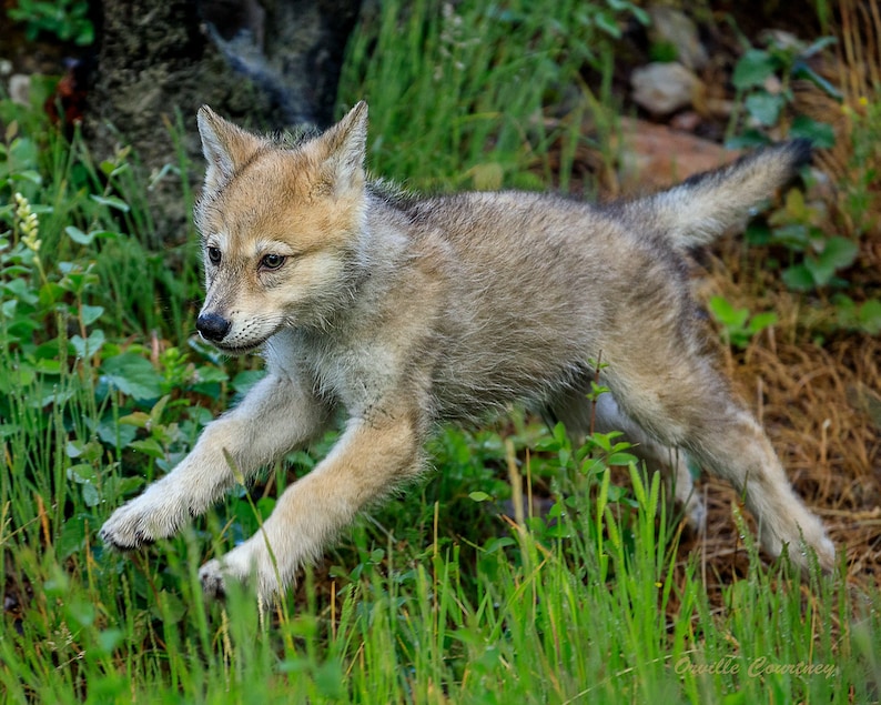 Wildlife Photo Canvas and Metal Print Wall Art Wall Decor Wolf Pup Cute Animal Photography