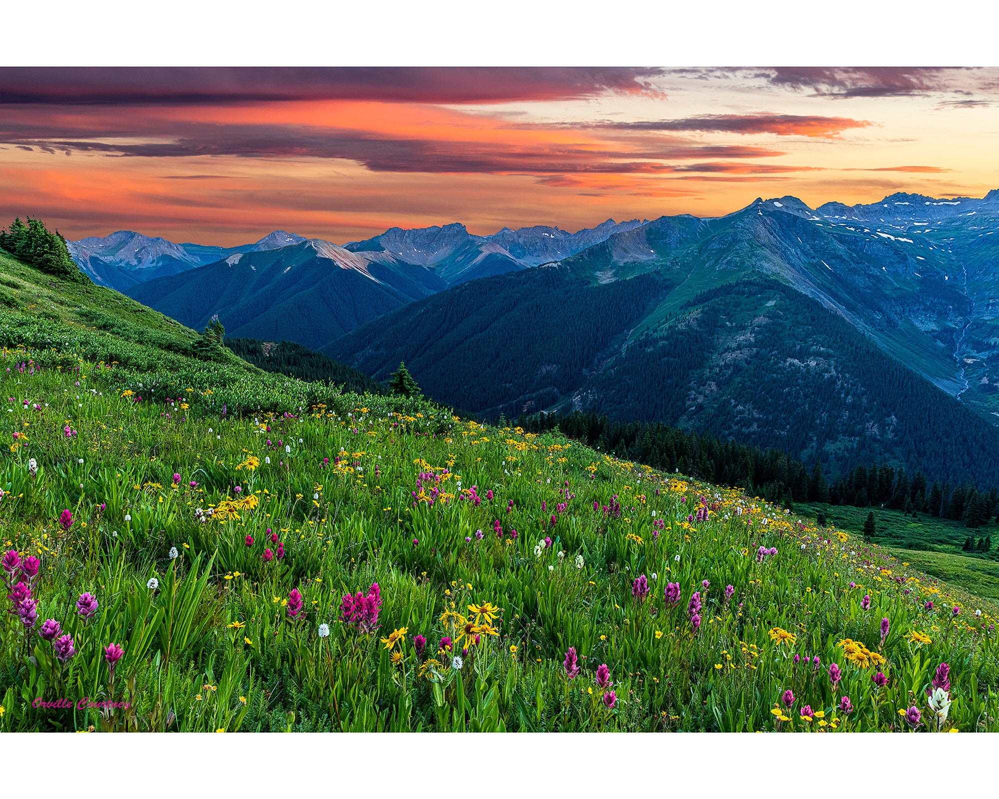 Colorado Mountains Flower Sunset Picture, Landscape Canvas and