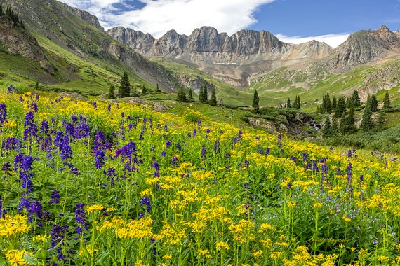 Colorado Mountains Summer Wild Flowers Picture, Landscape Canvas