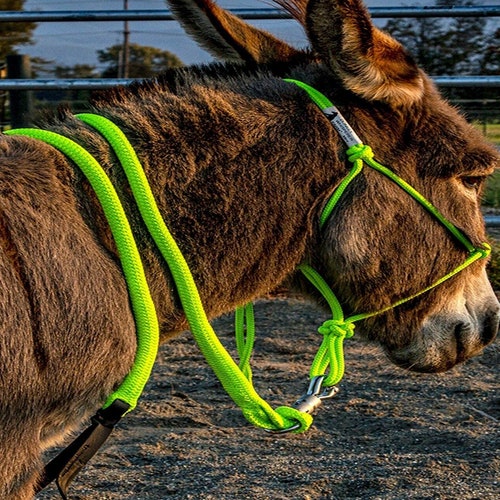 Miniature Donkey Foal & Small Size Halter W/ Overlay choose Etsy