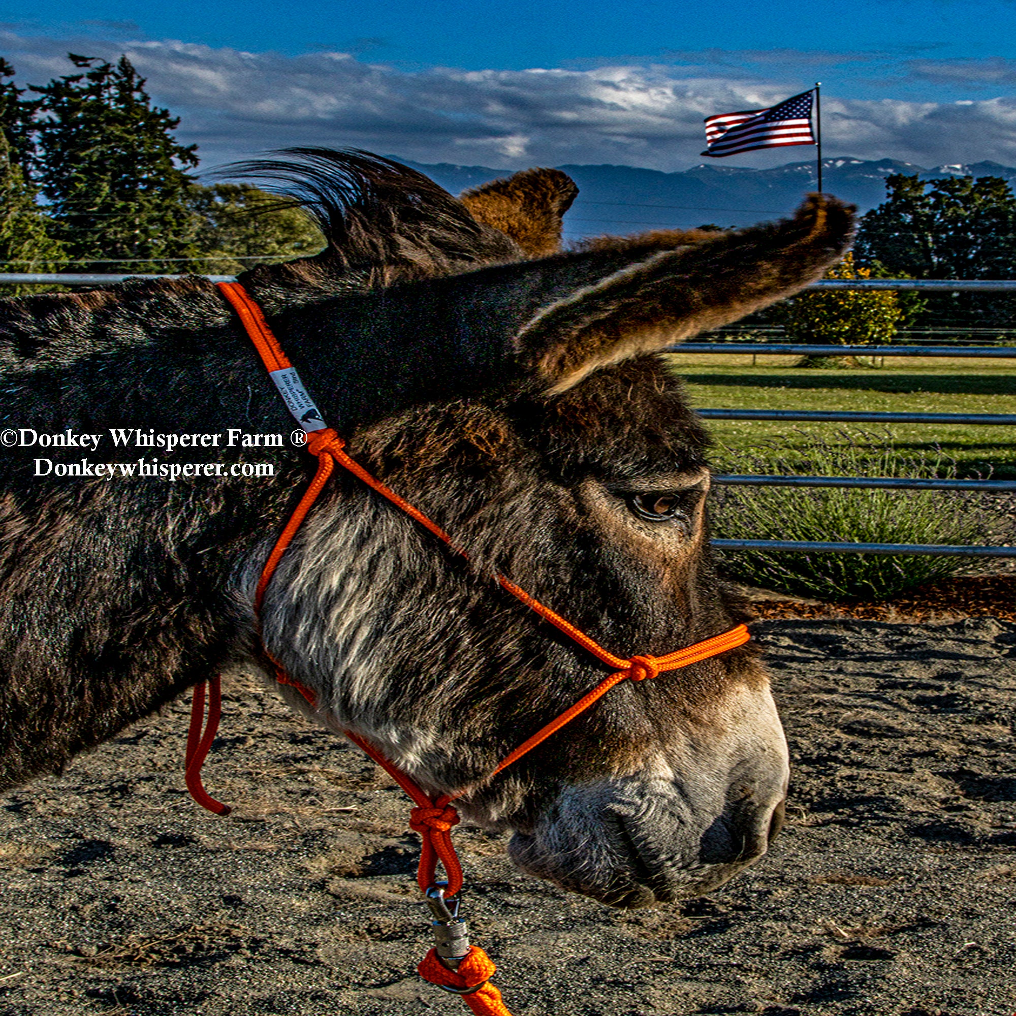 Standard Donkey Halter Combo Etsy