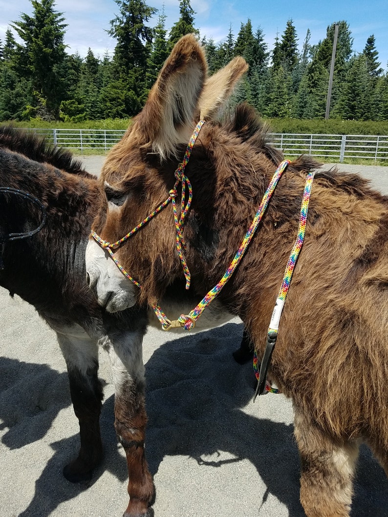 Donkey Halter Burro Soft Yacht Rope Halter Lead Line Brass Etsy