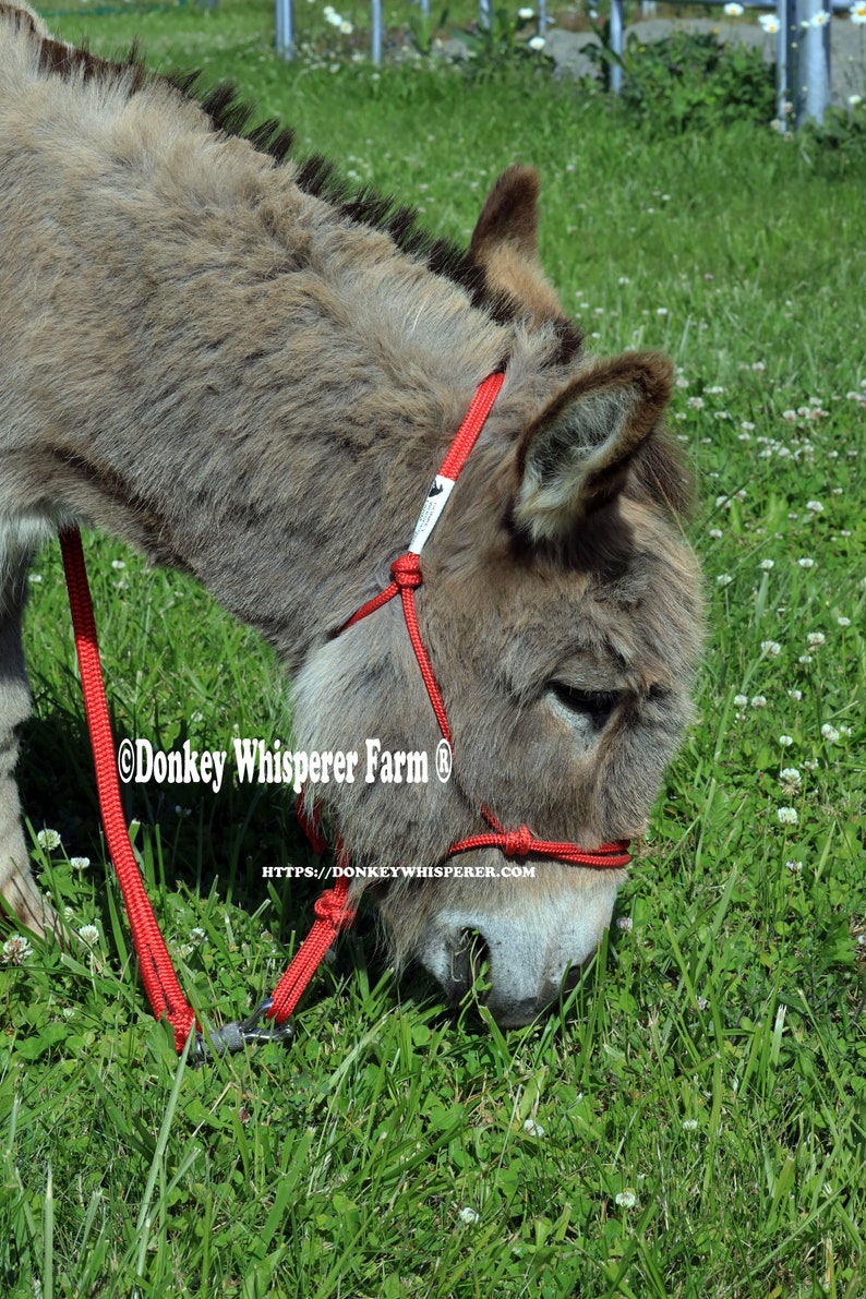 Miniature Donkey Yacht Rope Halter Matching Lead Line brass Etsy