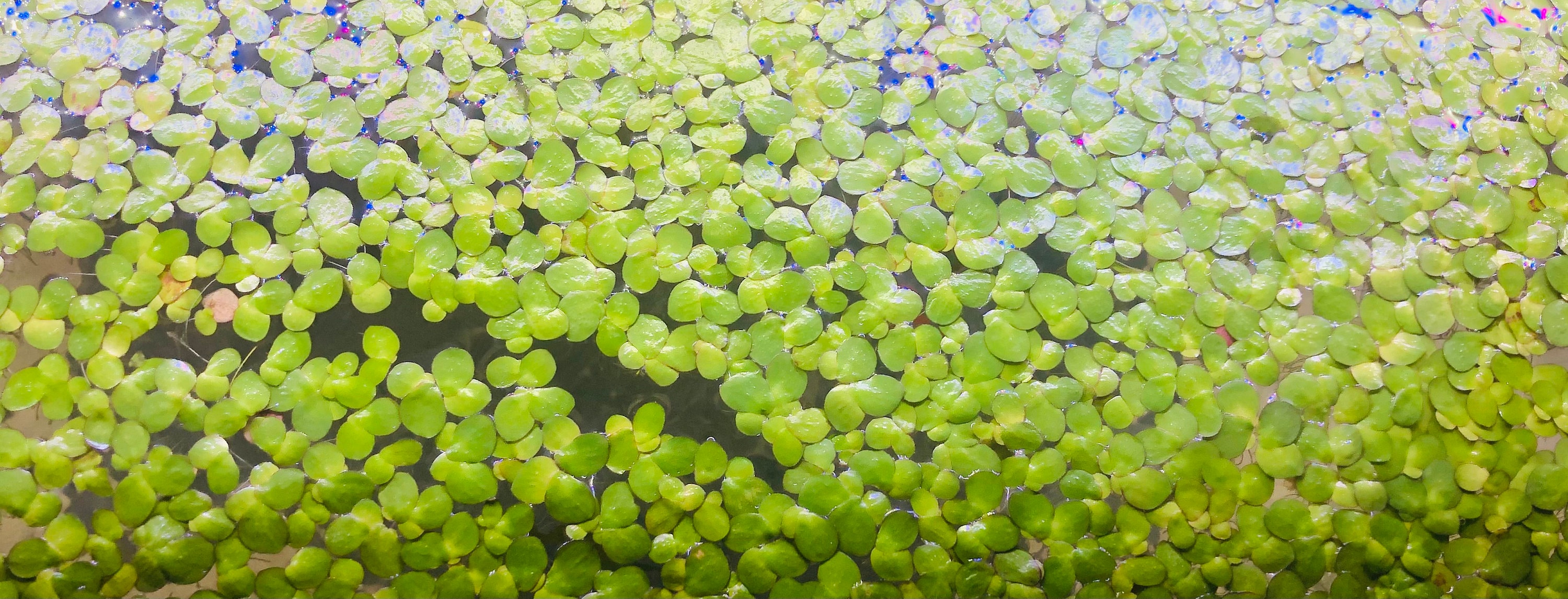 40 Giant Duckweed Spirodela polyrhiza Live Floating Plants Etsy