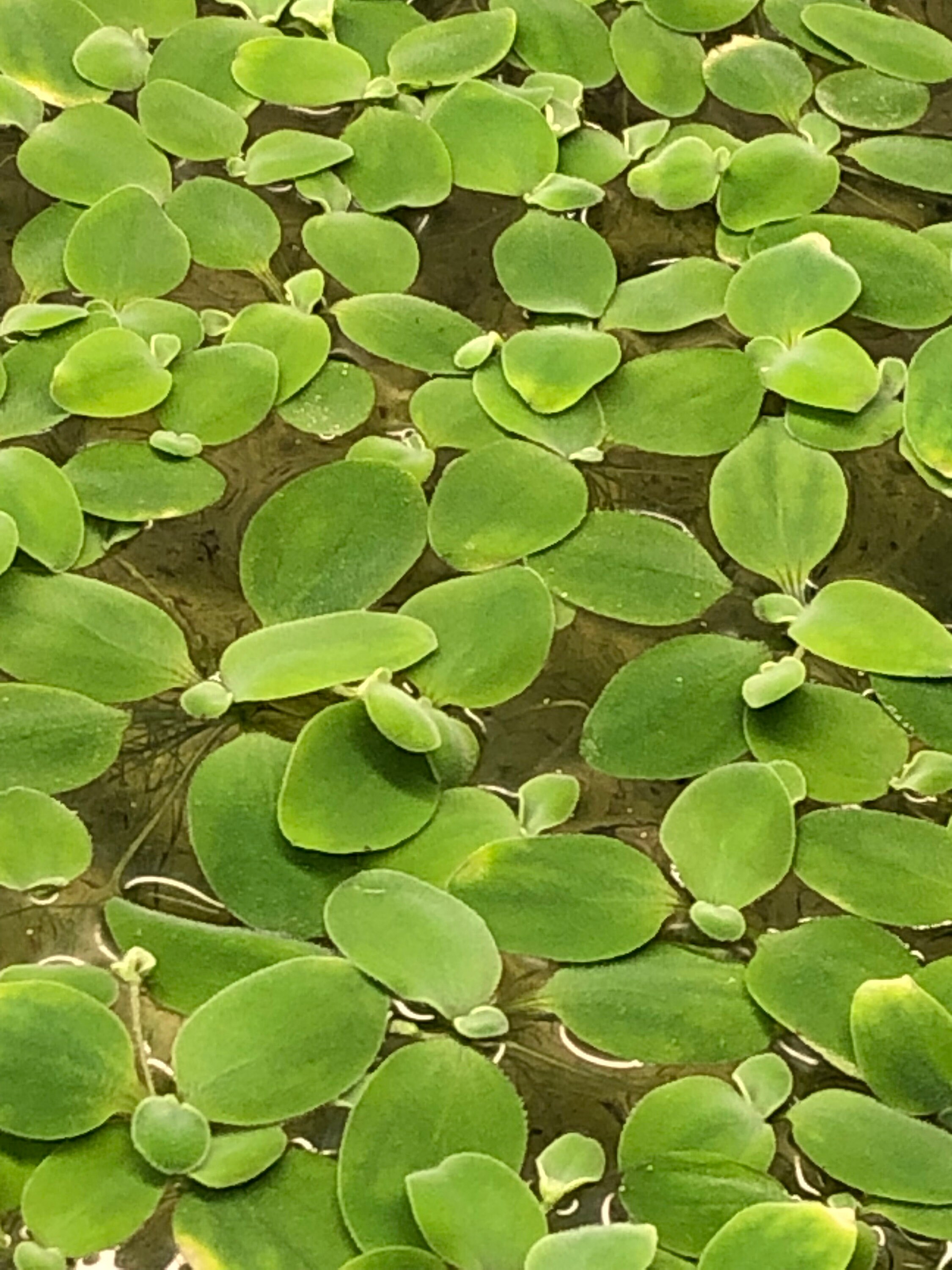 Dwarf Water Lettuce, Pistia Stratiotes, Live Aquarium Plant (12 Plants) -  Etsy, image size:2250x3000
