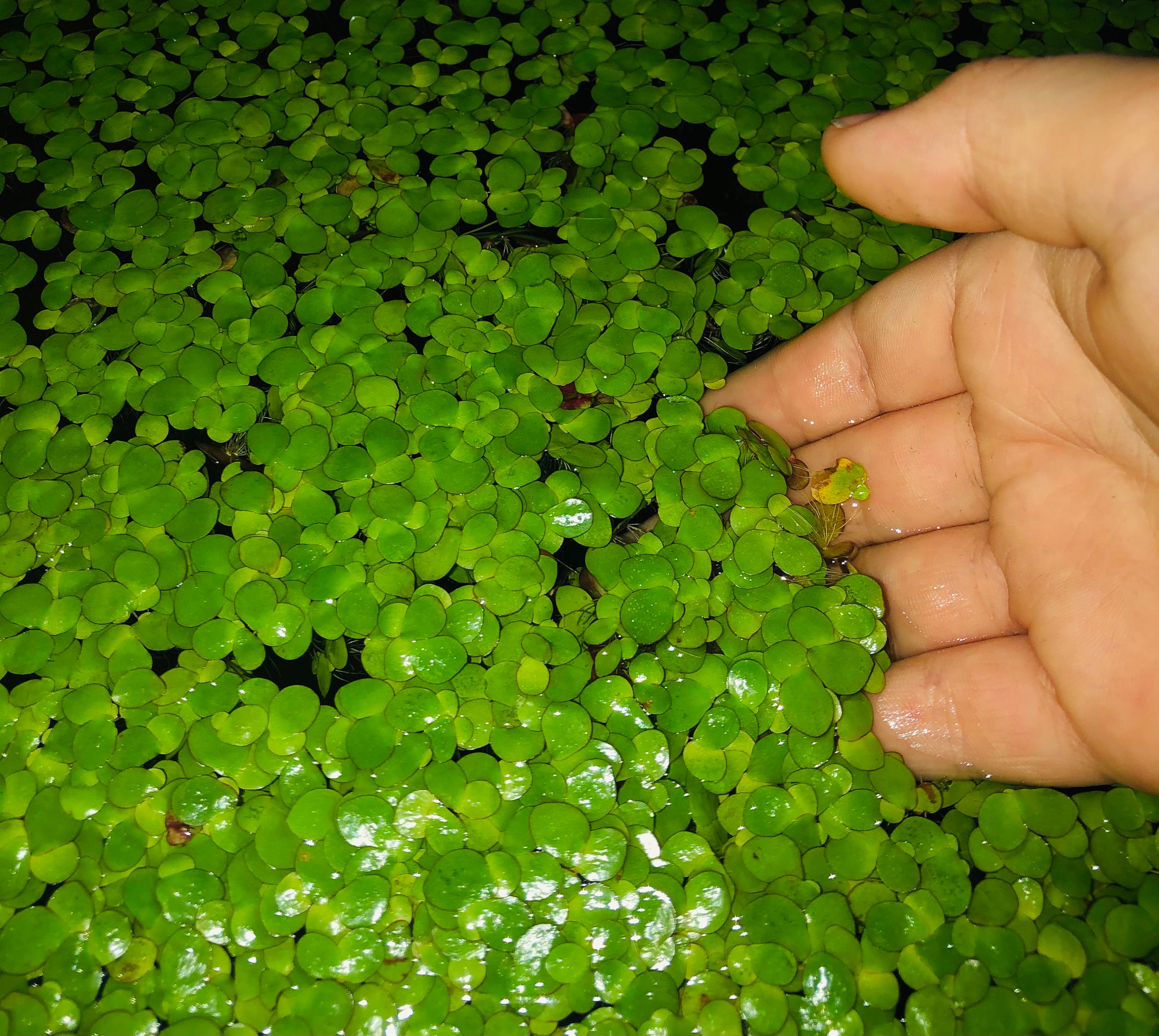 40 Giant Duckweed Spirodela polyrhiza Live Floating Plants