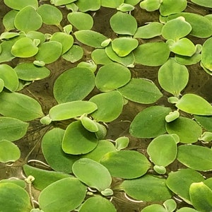 Water Lettuce Floating Plants: Pistia...