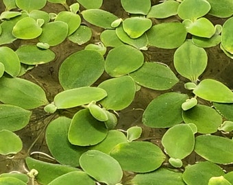 Dwarf Water Lettuce, Pistia stratiotes, Live Aquarium Plant (12 plants)