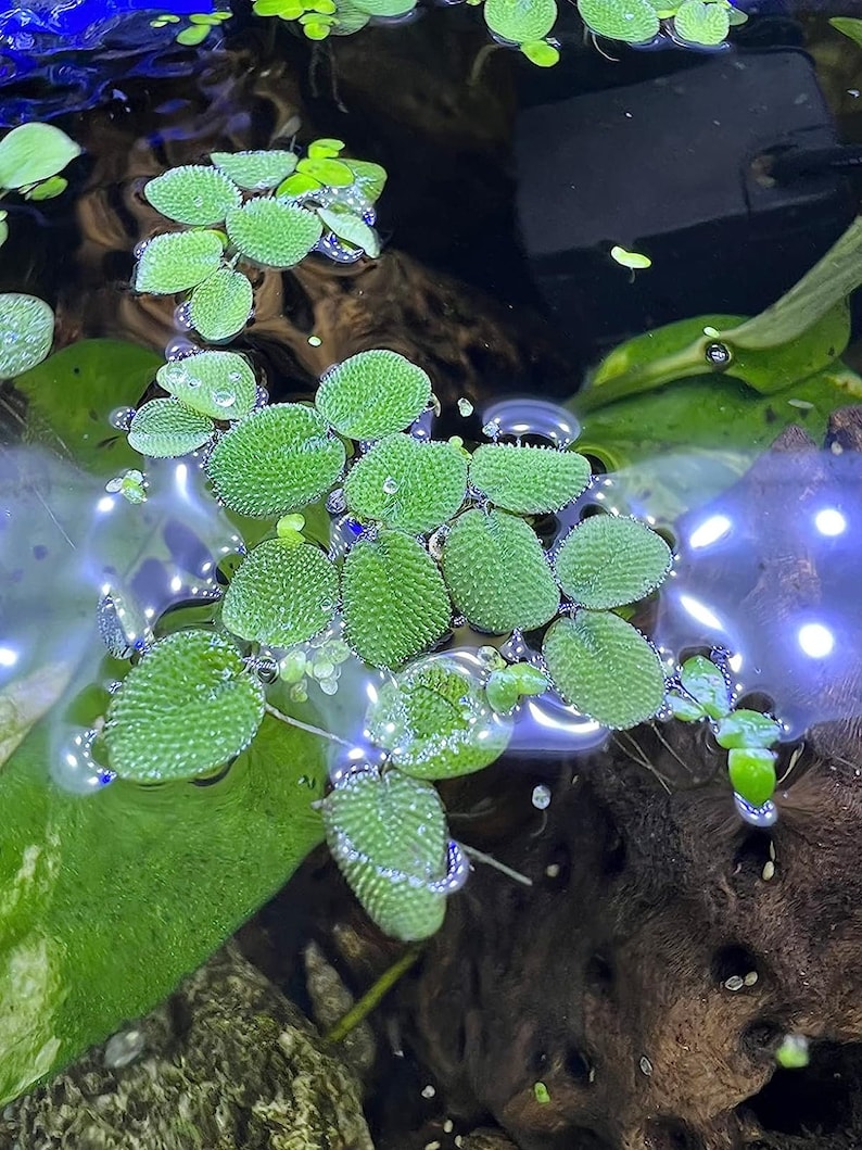 Water Spangles Salvinia Minima Live Floating Plants for Aquarium or Pond NO snail 100% Pest Free by TMDFishKeeping image 4