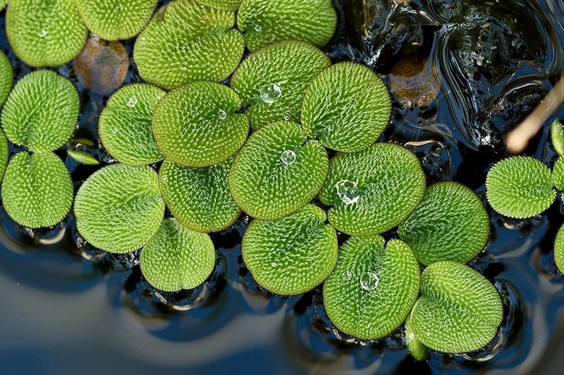 Water Spangles Salvinia Minima Live Floating Plants for Aquarium or Pond NO snail 100% Pest Free by TMDFishKeeping image 1