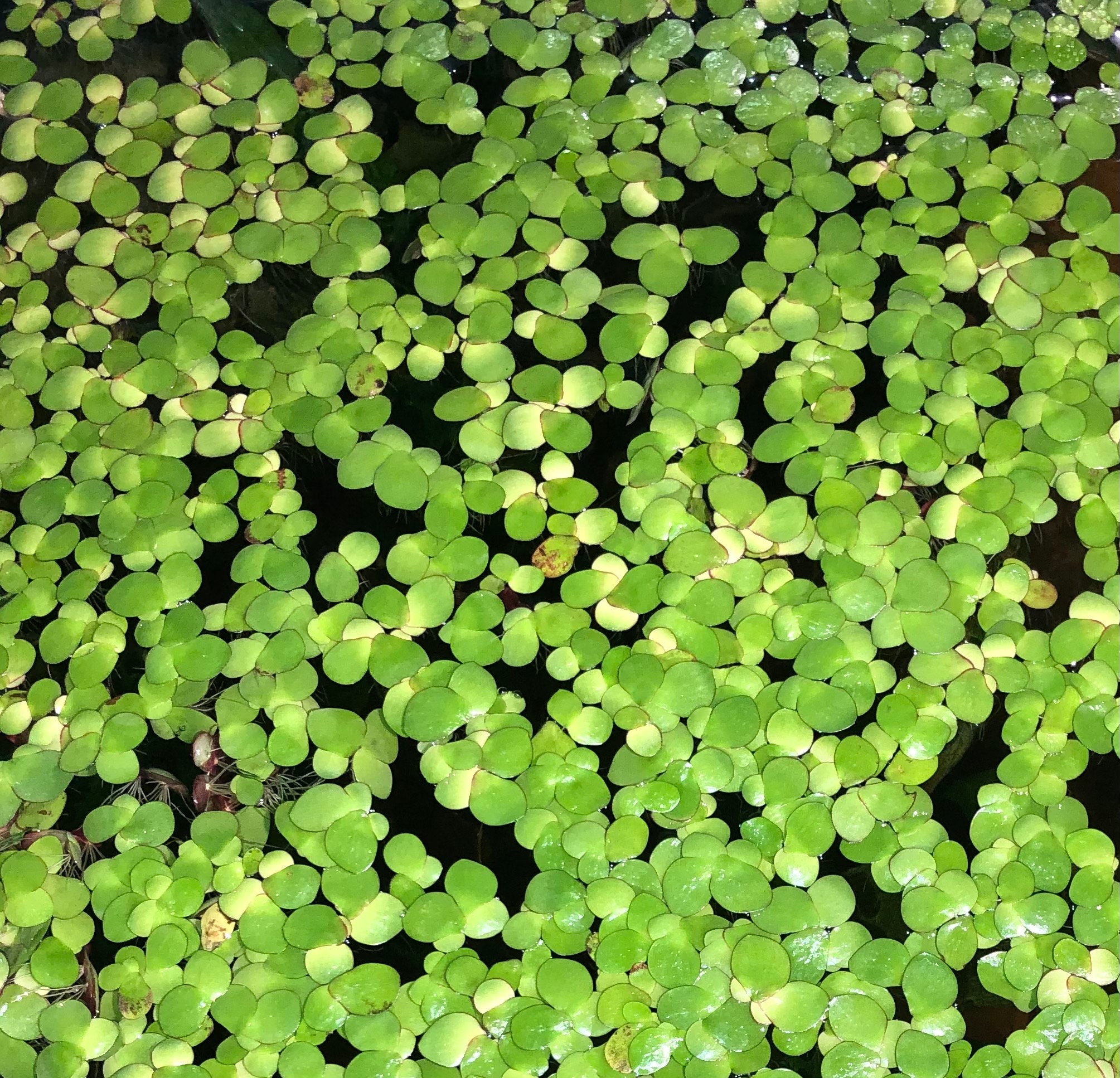 40 Giant Duckweed Spirodela polyrhiza Live Floating Plants Etsy