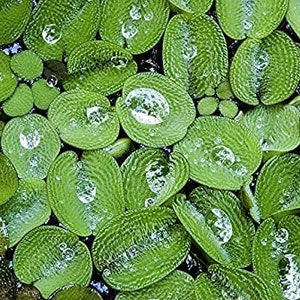 Water Spangles Salvinia Minima Live Floating Plants for Aquarium or Pond NO snail 100% Pest Free by TMDFishKeeping image 2