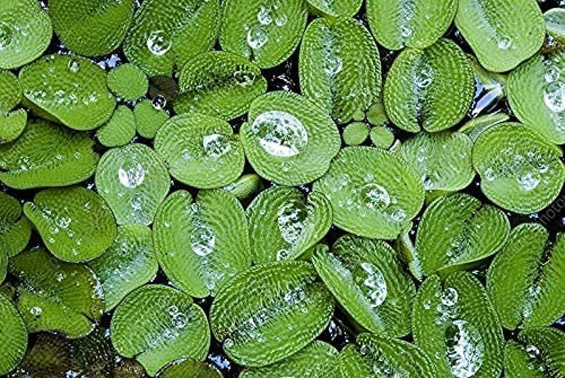 Water Spangles Salvinia Minima Live Floating Plants for Aquarium or Pond NO snail 100% Pest Free by TMDFishKeeping image 2