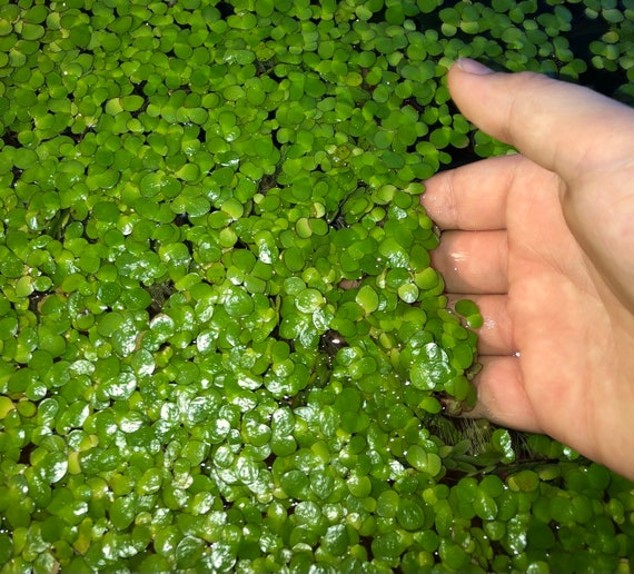 dragon fingers plant 6
