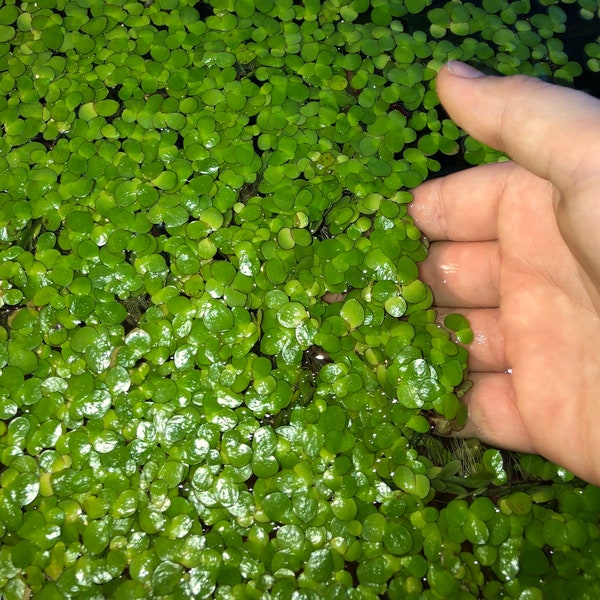 40+ Giant Duckweed (Spirodela polyrhiza) Live Floating Plants for Aquarium or Pond