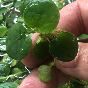 Amazon Frogbit (Limnobium Laevigatum), Live Aquarium/Aquatic Floating Plant