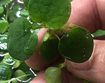 Amazon Frogbit (Limnobium Laevigatum), Live Aquarium/Aquatic Floating Plant