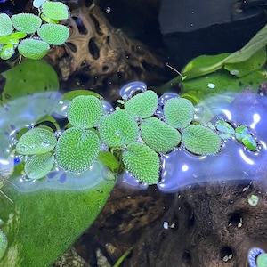 Water Spangles Salvinia Minima Live Floating Plants for Aquarium or Pond NO snail 100% Pest Free by TMDFishKeeping image 3