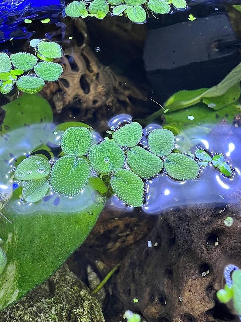 Water Spangles Salvinia Minima Live Floating Plants for Aquarium or Pond NO snail 100% Pest Free by TMDFishKeeping image 3