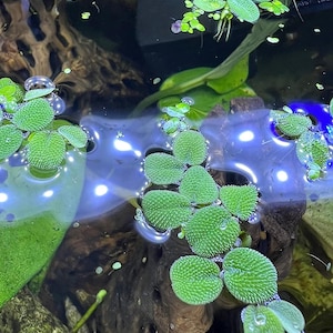 Water Spangles Salvinia Minima Live Floating Plants for Aquarium or Pond NO snail 100% Pest Free by TMDFishKeeping image 5