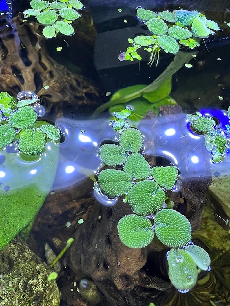 Water Spangles Salvinia Minima Live Floating Plants for Aquarium or Pond NO snail 100% Pest Free by TMDFishKeeping image 5