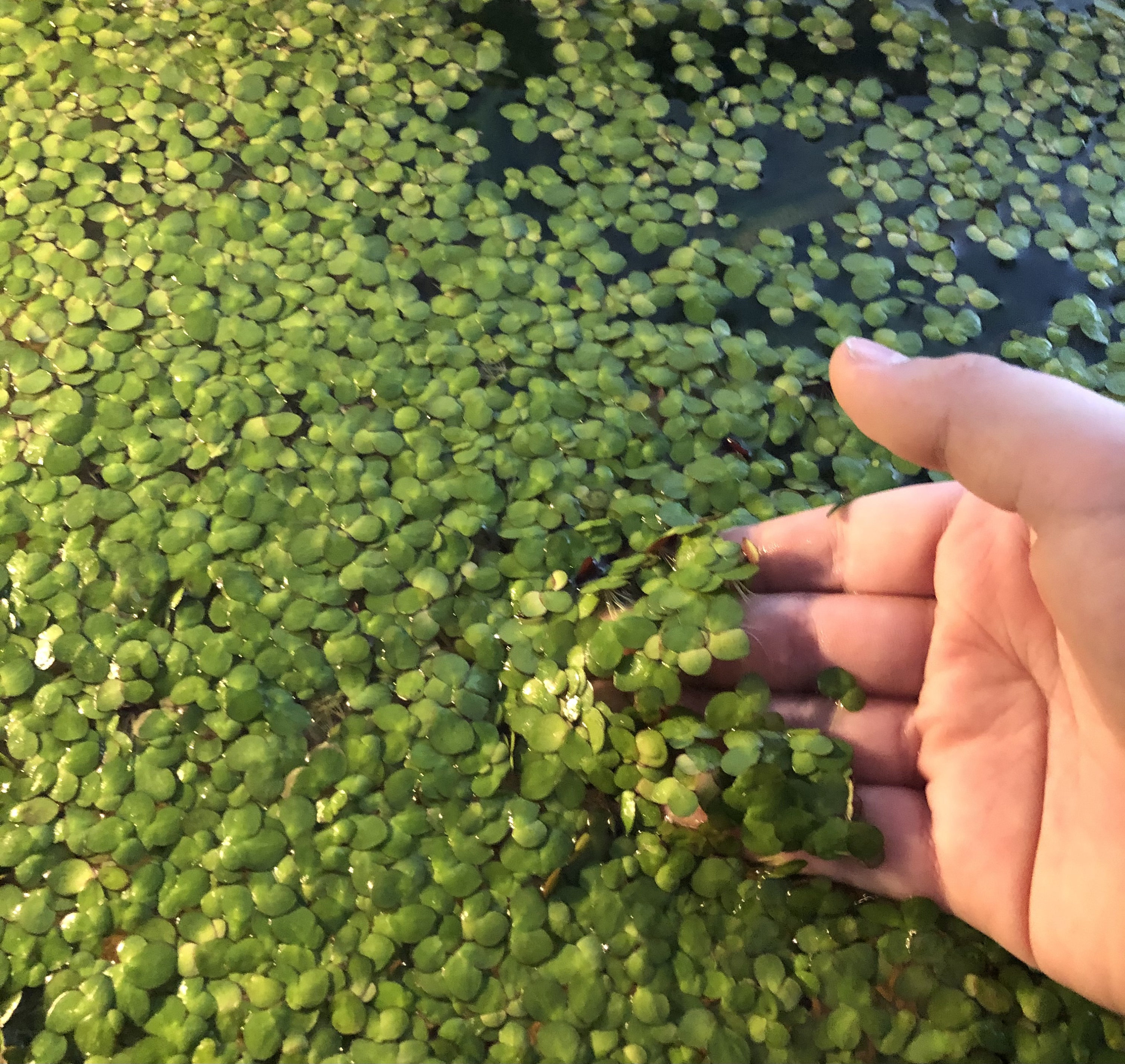 40 Giant Duckweed Spirodela polyrhiza Live Floating Plants Etsy