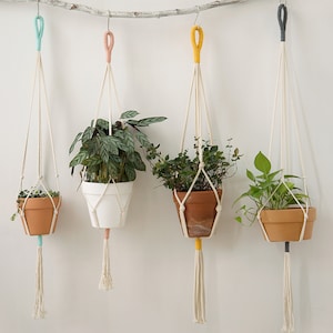 May include: Four macrame plant hangers with different coloured tassels hanging from a branch. Each hanger holds a potted plant. The plants are a variety of greens.