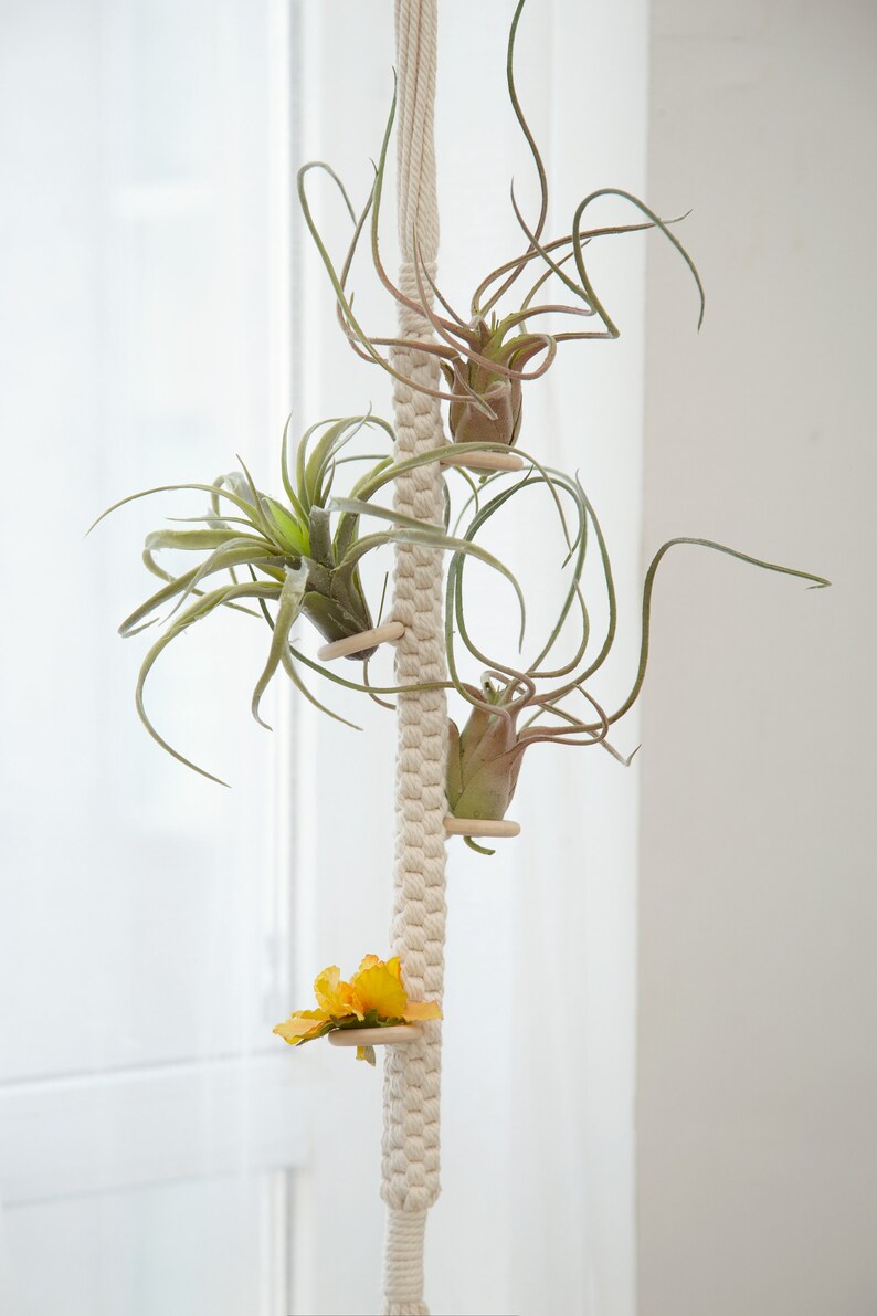 Macrame air plant holder Airplants tillandsia display