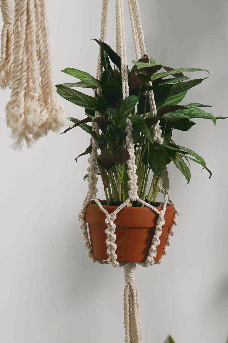 May include: A terracotta-colored plant pot holding a green plant with striped leaves, suspended by a cream-colored macrame plant hanger. The plant hanger is knotted and has a tassel at the bottom. Another macrame hanger is visible in the background.