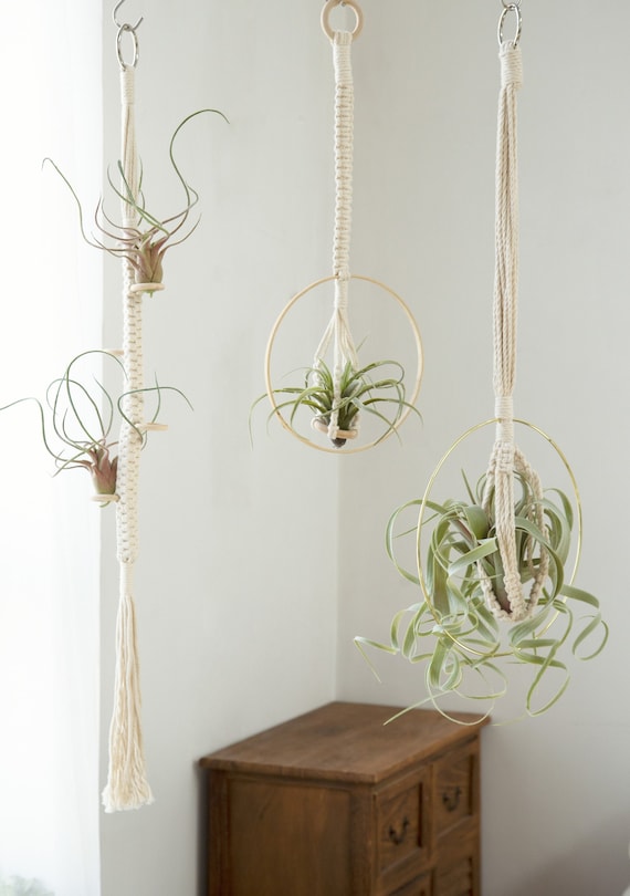 Air plant hanger Hanging air plant holder Airplants display Etsy