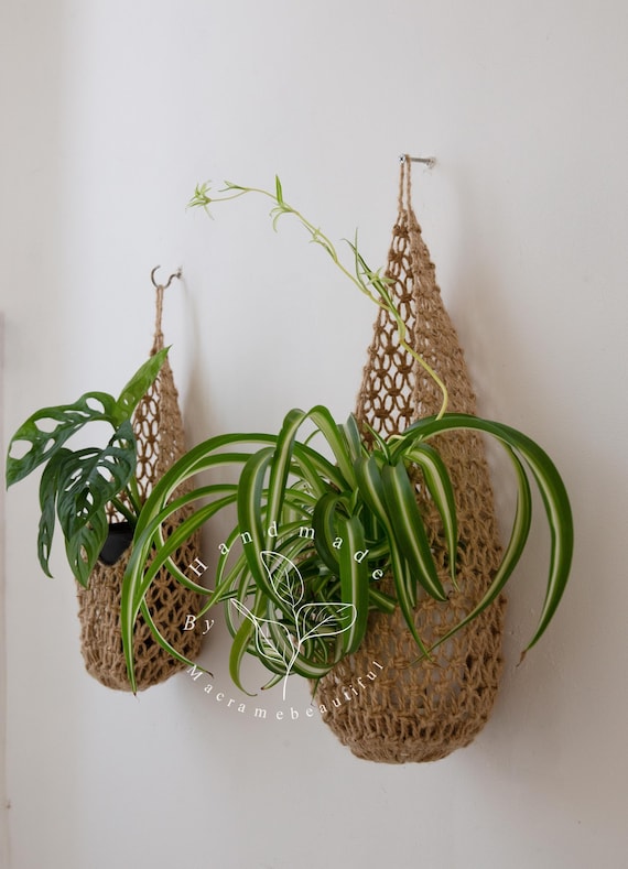 satin pothos leaves curling Scindapsus 'Silver Satin' Pothos