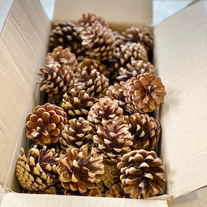 May include: A cardboard box overflowing with brown pine cones. The pine cones display a textured surface with varying shades of brown. The box is open, showing the contents.