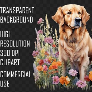 May include: A watercolor illustration of a Golden Retriever dog sitting in a field of colorful flowers. The dog has a light brown coat and is surrounded by pink, orange, and purple flowers. Text on the left side reads: Transparent Background, High Resolution, 300 DPI, Clipart, Commercial Use.
