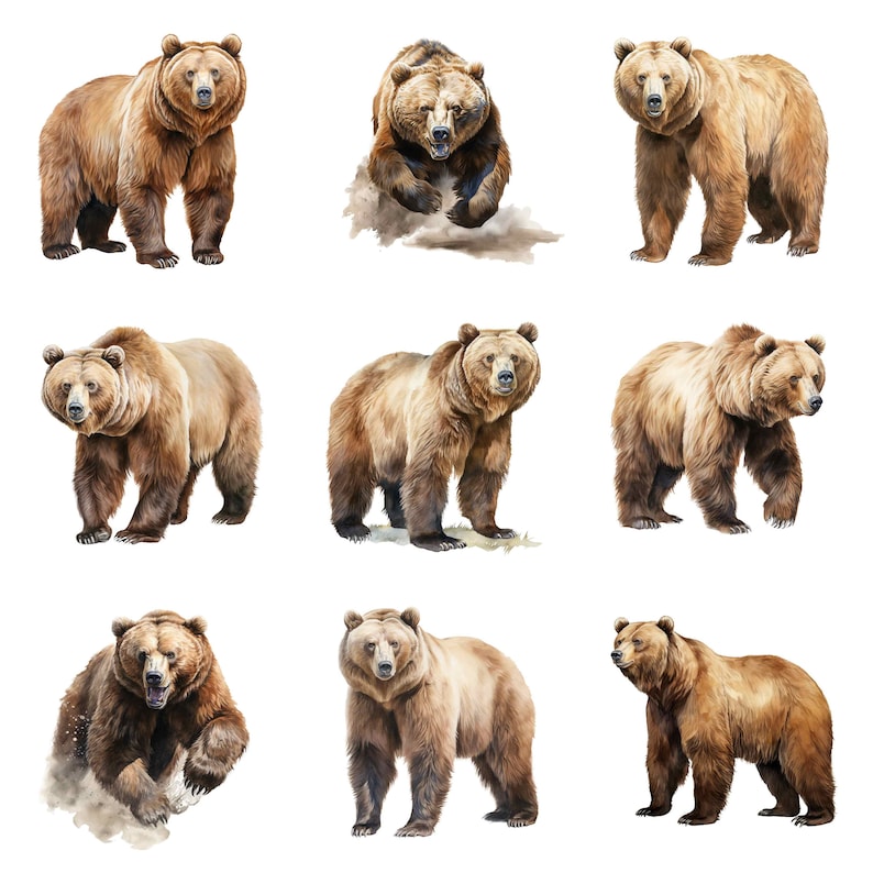 May include: Nine watercolor illustrations of brown bears in various poses. Some bears are standing, some are walking, and one is running. The bears are all depicted against a white background.