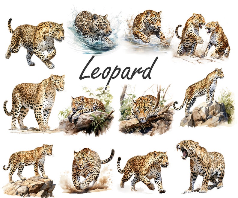 Aquarell Leopard PNG, Leopard Clipart Bundle, Leopard Sublimation Designs, Wild Cats Clipart Design Digitaler Download, kommerzielle Nutzung Bild 4
