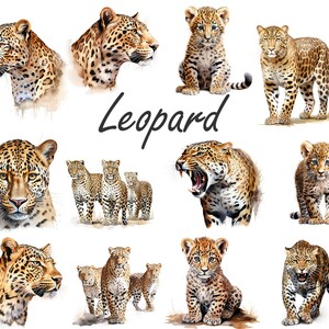 Aquarell Leopard PNG, Leopard Clipart Bundle, Leopard Sublimation Designs, Wild Cats Clipart Design Digitaler Download, kommerzielle Nutzung Bild 2