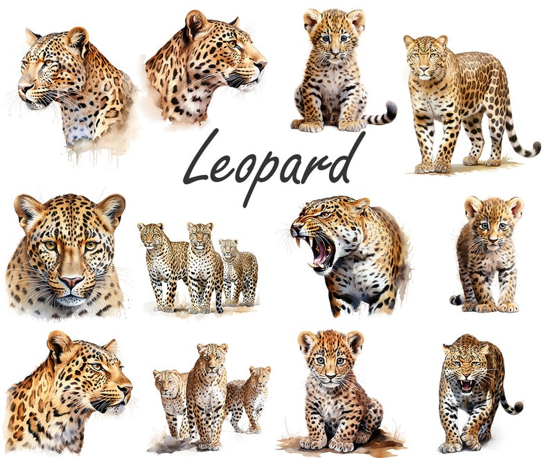 Aquarell Leopard PNG, Leopard Clipart Bundle, Leopard Sublimation Designs, Wild Cats Clipart Design Digitaler Download, kommerzielle Nutzung Bild 2