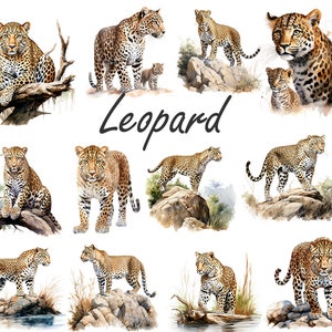 Aquarell Leopard PNG, Leopard Clipart Bundle, Leopard Sublimation Designs, Wild Cats Clipart Design Digitaler Download, kommerzielle Nutzung Bild 3